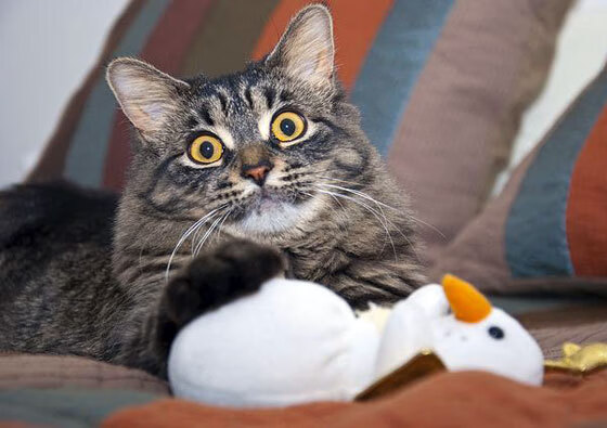 中国男篮季前训练营严密安排 夯实技术基础,中国男篮晒集训合影