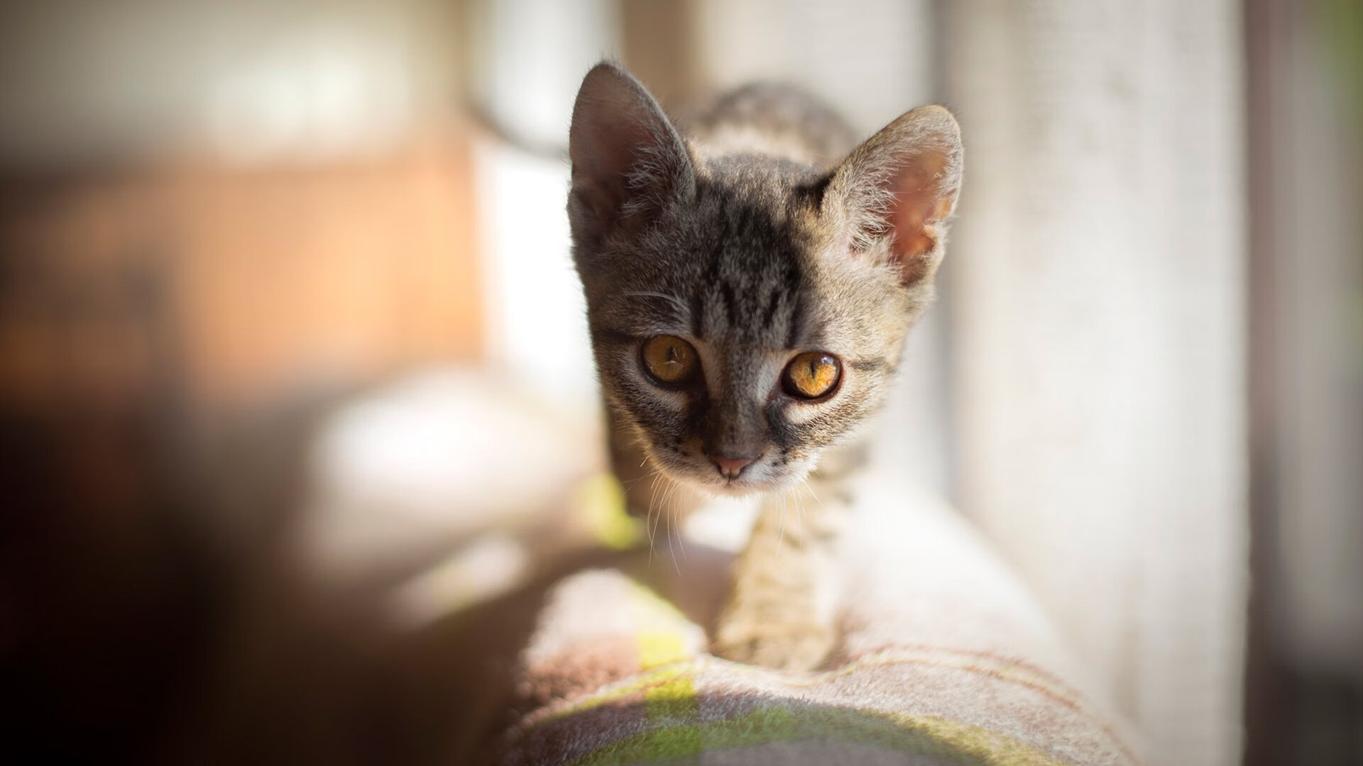 中国男篮积极备战亚洲锦标赛，中国男篮亚锦赛预选赛