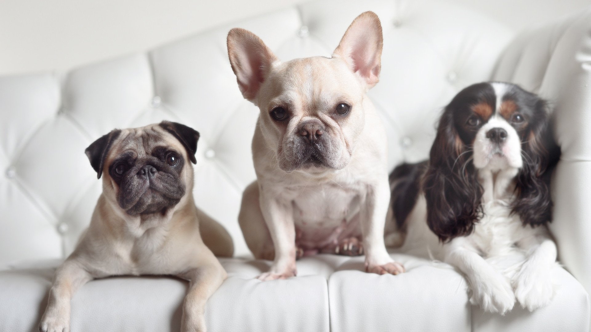 年轻后卫如何挑战豪门稳定防线地位，十大年轻中后卫