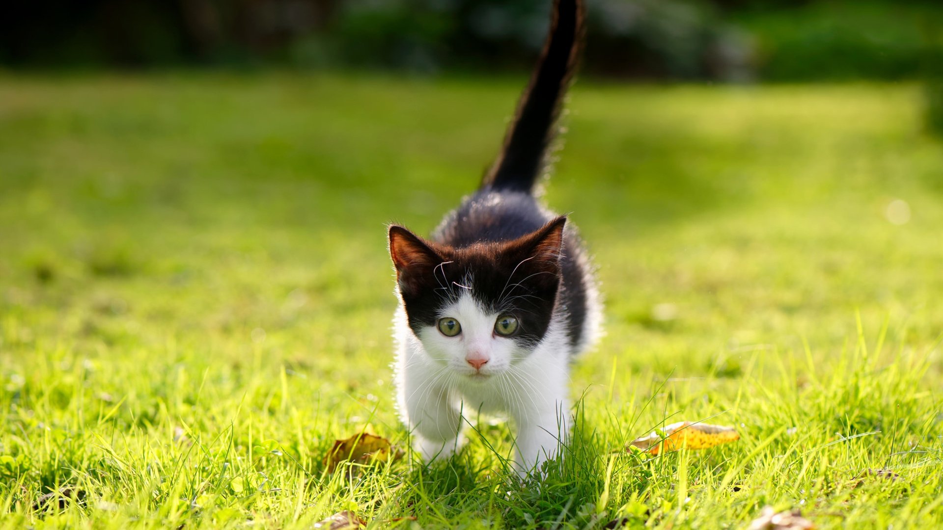 广东队在关键时刻打出一波流掌控比赛，广东队打法