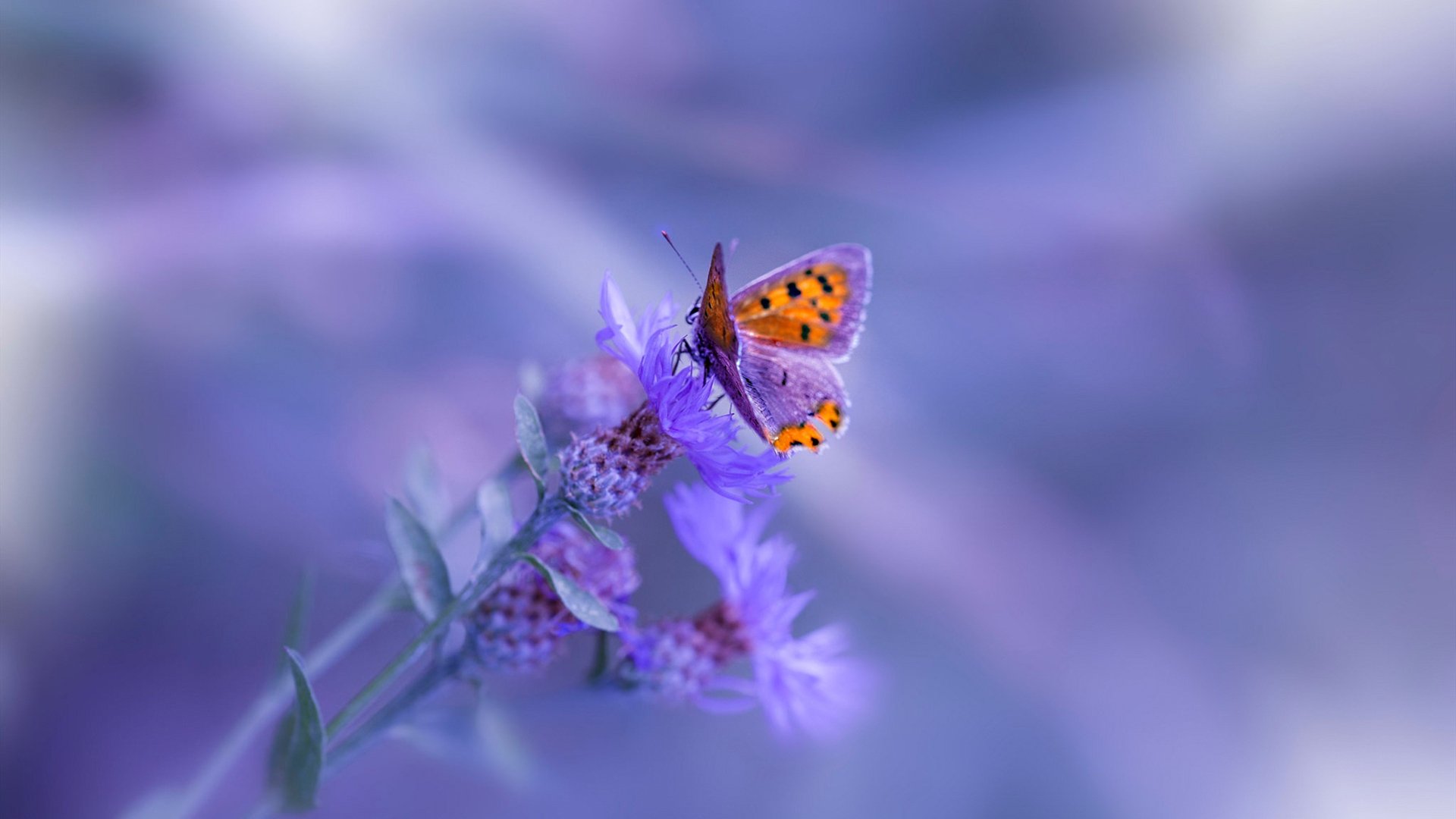 瑞典队战术深度解析：击球路线与对手博弈，瑞典队进球