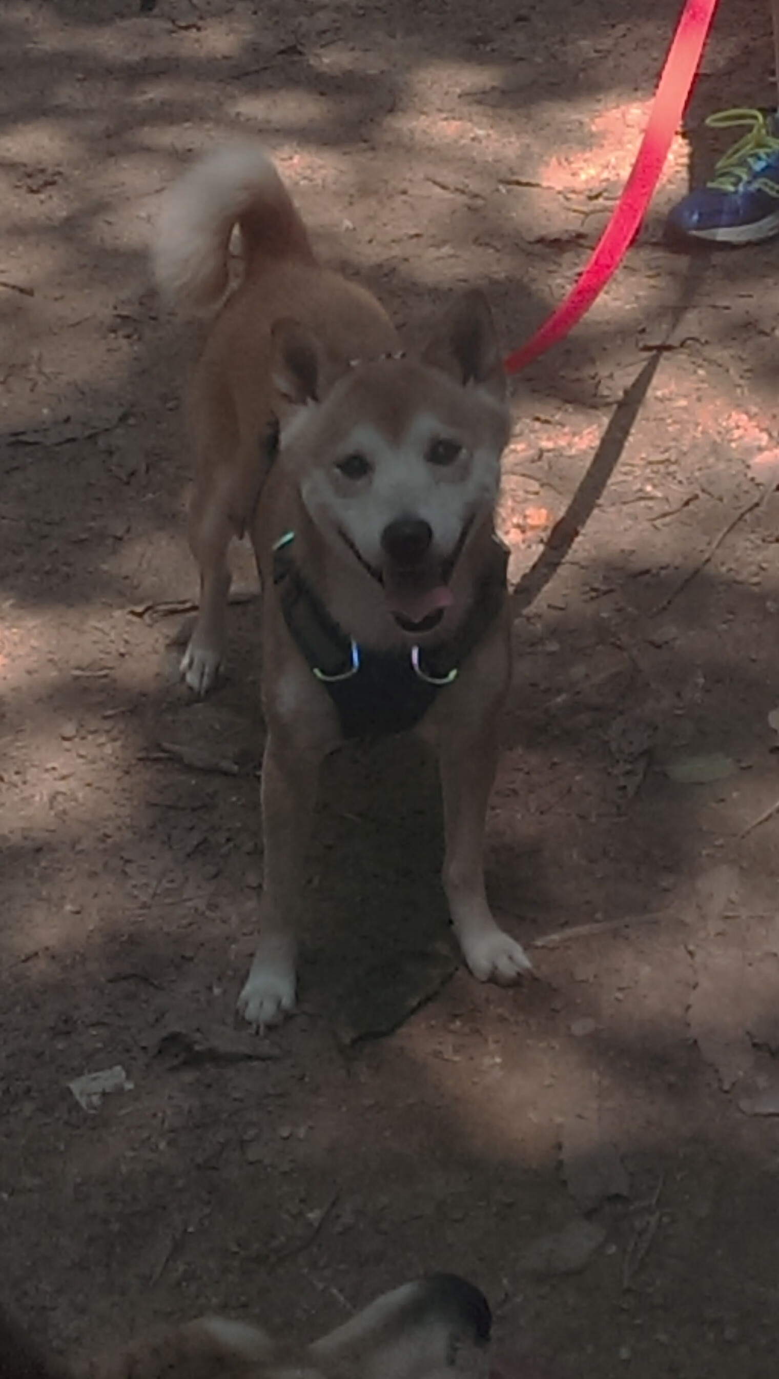 “安赫尔·巴尔博萨的精准进攻与战术执行力，助力美洲狮队在国际舞台屡创佳绩”