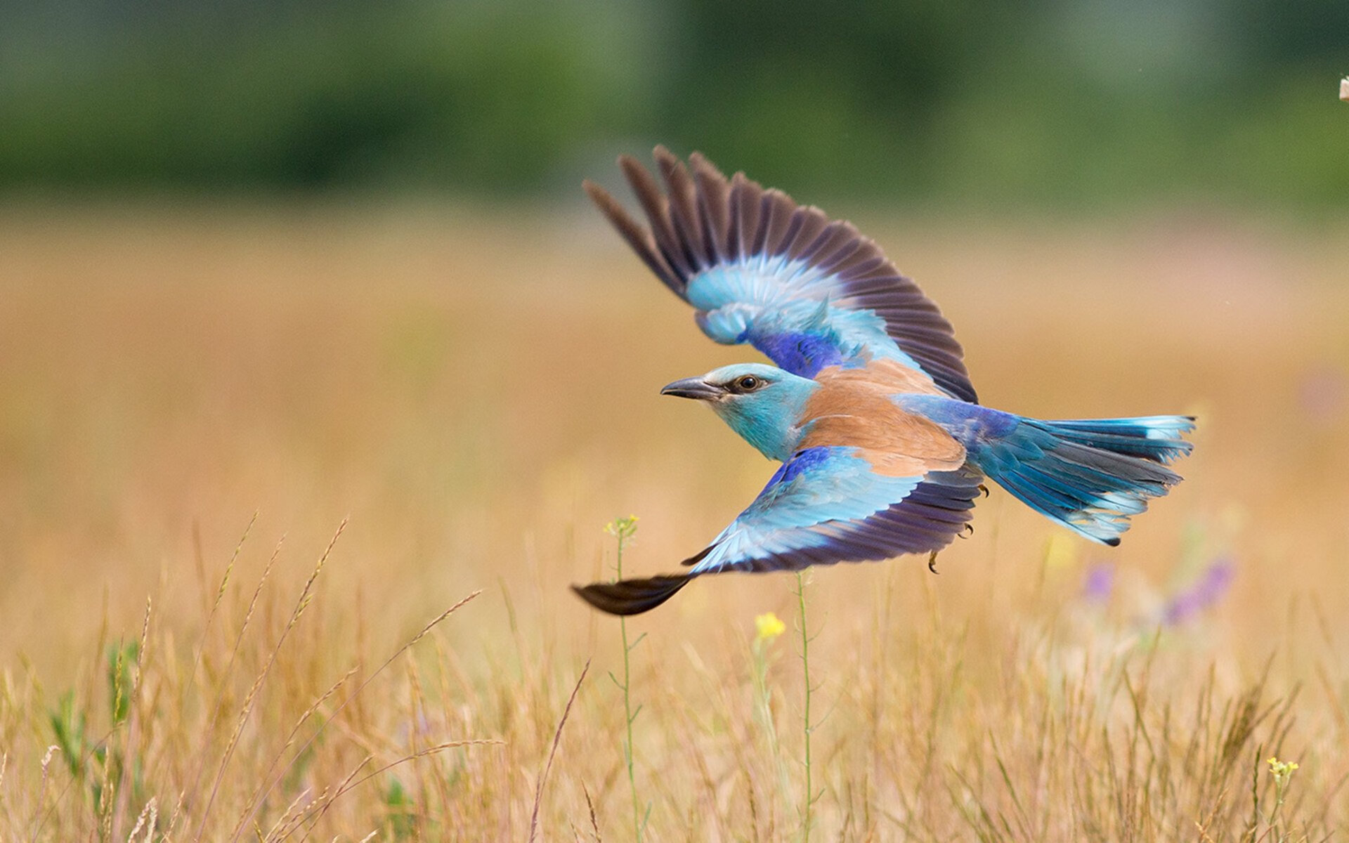 中国篮球打造专业教练培训平台提升教学能力,专业篮球教练培训多少钱