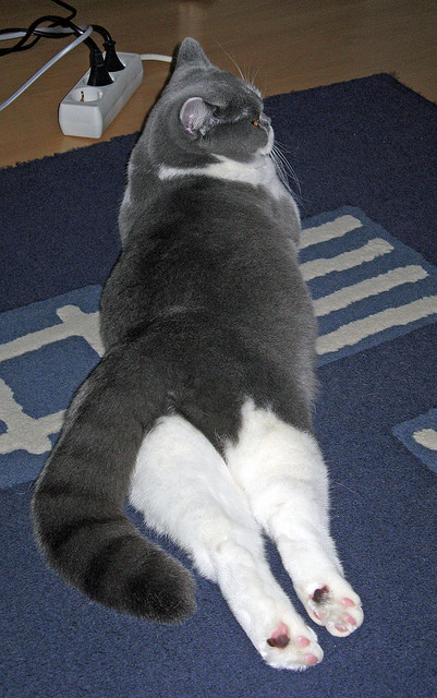 国家队安排封闭集训提升阵容稳定与技战术统一，国家队集训一般多长时间