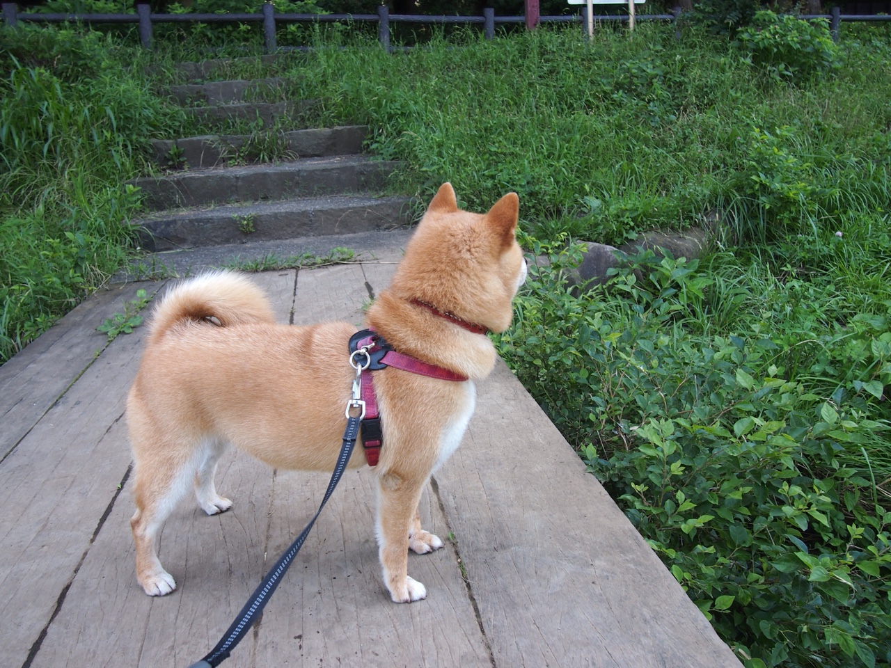 女足联赛持续扩军计划提升比赛覆盖与竞争强度,中国女足联赛扩军